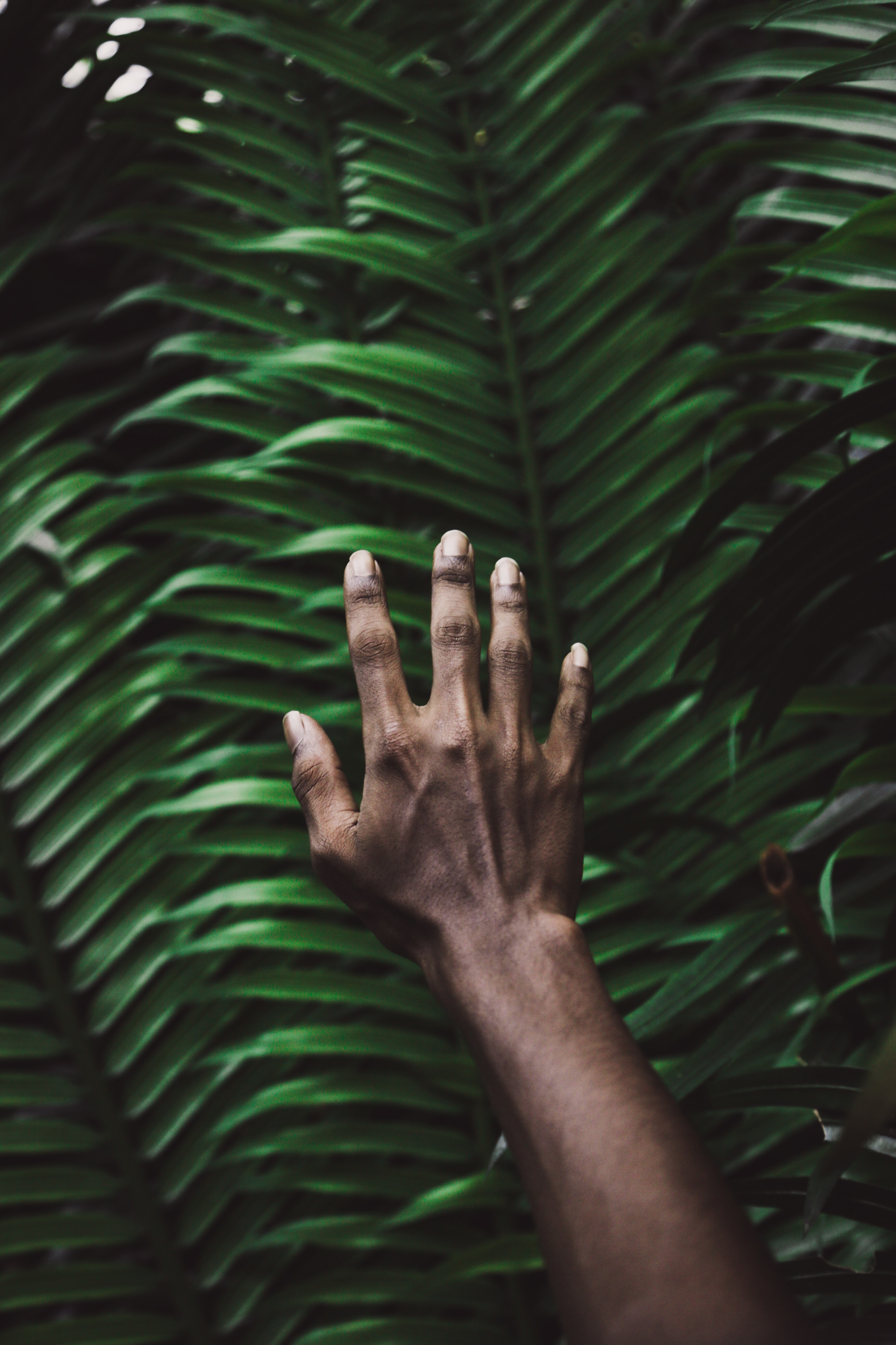 black person's hand in front of large green leaves