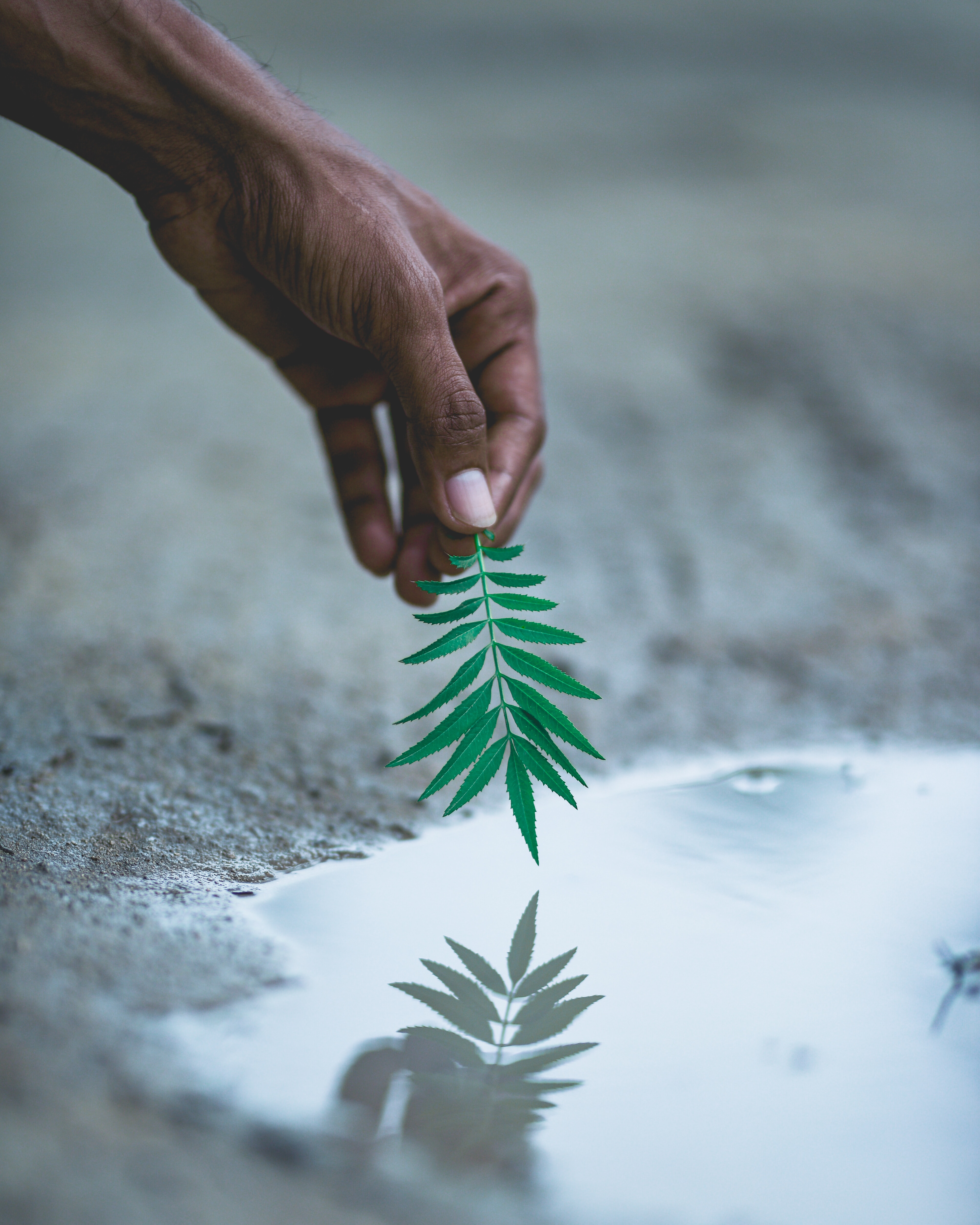a photo of a dark skinned hand holding a green leaf above a puddle of water on the sidewalk